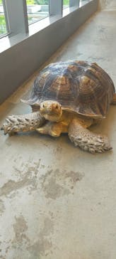 Moff animal cafe MARKIS 福岡ももち店に投稿された画像（2025/8/22）