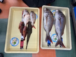 つり太郎に投稿された画像（2025/8/22）