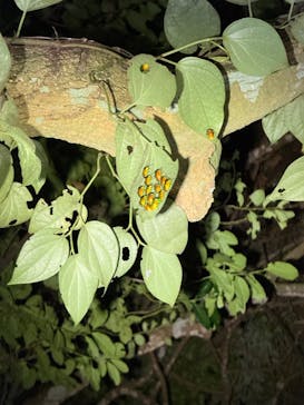 SUNSHINE MARIN 宮古島に投稿された画像（2025/8/22）