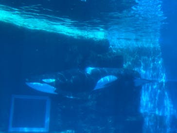 名古屋港水族館に投稿された画像（2025/8/22）