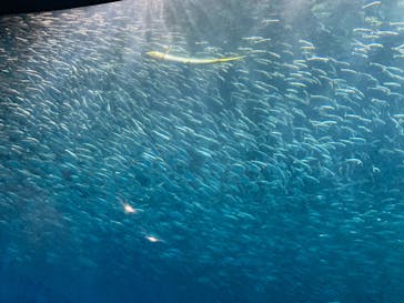 名古屋港水族館に投稿された画像（2025/8/22）