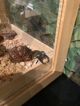 体感するファーブル昆虫展in横浜赤レンガ倉庫に投稿された画像（2025/8/22）