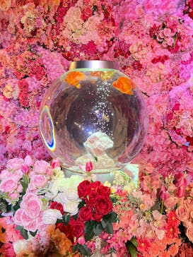 錦鯉・金魚アクアリウム in ときメッセに投稿された画像（2025/8/22）