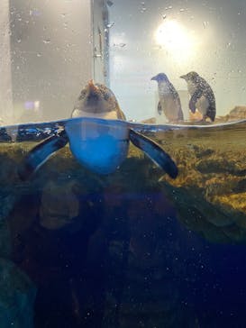 マクセル アクアパーク品川に投稿された画像（2025/8/22）