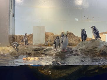 マクセル アクアパーク品川に投稿された画像（2025/8/22）