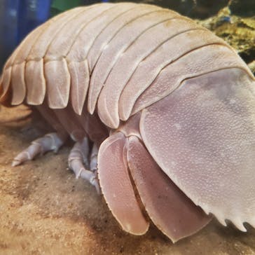 仙台うみの杜水族館に投稿された画像（2025/8/22）