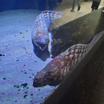 仙台うみの杜水族館に投稿された画像（2025/8/22）
