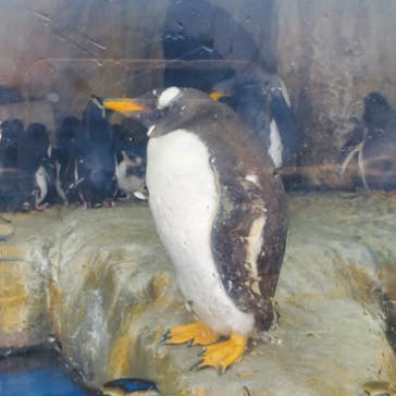 仙台うみの杜水族館に投稿された画像（2025/8/22）