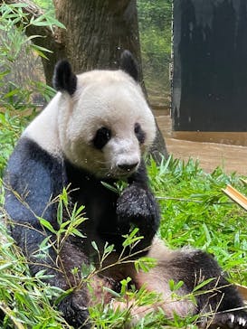 恩賜上野動物園に投稿された画像（2025/8/22）