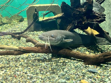 滋賀県立琵琶湖博物館に投稿された画像（2025/8/22）