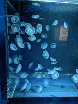 京都水族館に投稿された画像（2025/8/22）