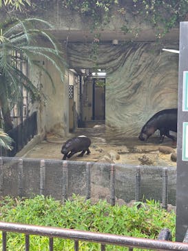 恩賜上野動物園に投稿された画像（2025/8/22）