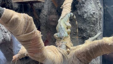 恩賜上野動物園に投稿された画像（2025/8/22）