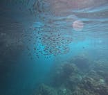 沖縄マリンサービス碧に投稿された画像（2025/8/22）