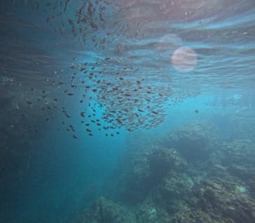 沖縄マリンサービス碧に投稿された画像（2025/8/22）