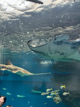 マクセル アクアパーク品川に投稿された画像（2025/8/22）