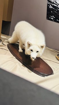 特別展「氷河期展 〜人類が見た4万年前の世界〜」（国立科学博物館）に投稿された画像（2025/8/22）