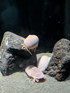 サンシャイン水族館に投稿された画像（2025/8/22）