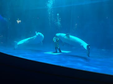 島根県立 しまね海洋館に投稿された画像（2025/8/22）