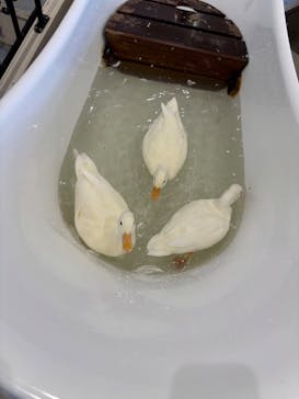 アニタッチみなとみらいに投稿された画像（2025/8/22）