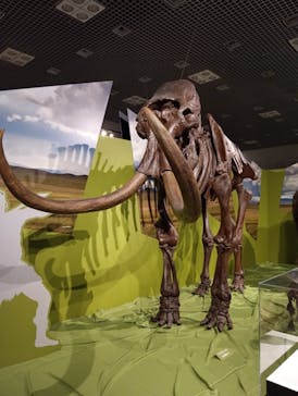 特別展「氷河期展 〜人類が見た4万年前の世界〜」（国立科学博物館）に投稿された画像（2025/8/22）
