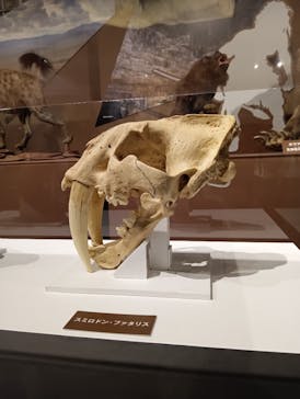 特別展「氷河期展 〜人類が見た4万年前の世界〜」（国立科学博物館）に投稿された画像（2025/8/22）
