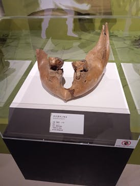 特別展「氷河期展 〜人類が見た4万年前の世界〜」（国立科学博物館）に投稿された画像（2025/8/22）