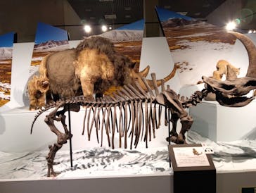 特別展「氷河期展 〜人類が見た4万年前の世界〜」（国立科学博物館）に投稿された画像（2025/8/22）