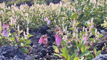 富士山吉田ルート（山梨県）に投稿された画像（2025/8/22）