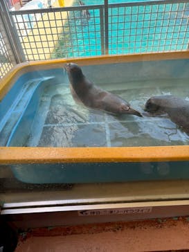 伊豆・三津シーパラダイスに投稿された画像（2025/8/22）