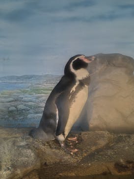 新江ノ島水族館に投稿された画像（2025/8/22）