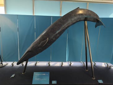 新江ノ島水族館に投稿された画像（2025/8/22）