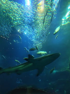 新江ノ島水族館に投稿された画像（2025/8/22）