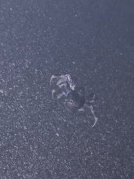 宮古島 ADVENTURE PiPi（ミヤコジマ アドベンチャー ピピ）に投稿された画像（2025/8/22）