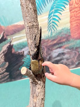 体感するファーブル昆虫展in横浜赤レンガ倉庫に投稿された画像（2025/8/22）