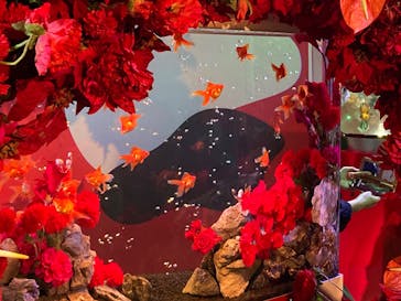 錦鯉・金魚アクアリウム in ときメッセに投稿された画像（2025/8/22）