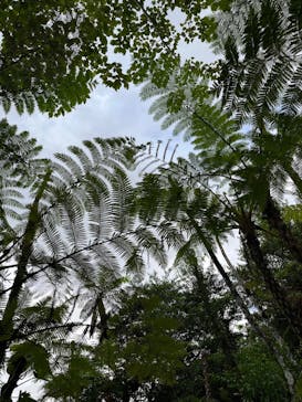 御菓子御殿　名護店　やんばる亜熱帯の森DINO恐竜PARKに投稿された画像（2025/8/22）