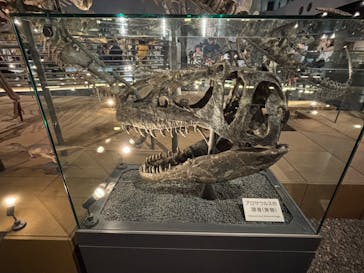 福井県立恐竜博物館に投稿された画像（2025/8/22）