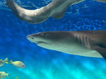 アクアワールド茨城県大洗水族館に投稿された画像（2025/8/22）