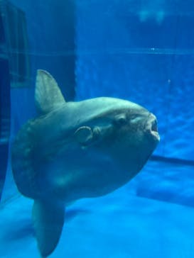 アクアワールド茨城県大洗水族館に投稿された画像（2025/8/22）