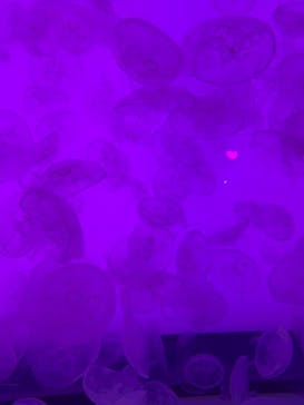 アクアワールド茨城県大洗水族館に投稿された画像（2025/8/22）