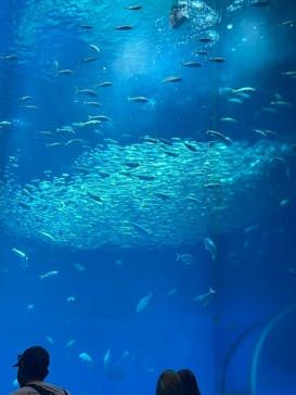 アクアワールド茨城県大洗水族館に投稿された画像（2025/8/22）