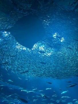 アクアワールド茨城県大洗水族館に投稿された画像（2025/8/22）