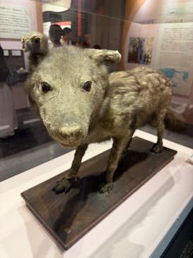 特別展「古代ＤＮＡ－日本人のきた道－」に投稿された画像（2025/8/22）