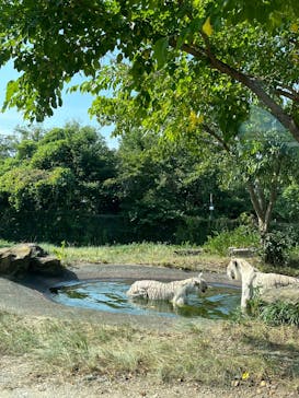 群馬サファリパークに投稿された画像（2025/8/22）