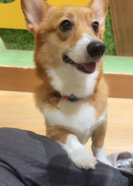 いぬカフェRio 新宿店に投稿された画像（2025/8/22）