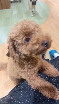 いぬカフェRio 新宿店に投稿された画像（2025/8/22）