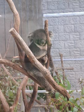 淡路ファームパーク イングランドの丘に投稿された画像（2025/8/22）