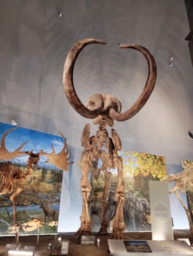 福井県立恐竜博物館に投稿された画像（2025/8/22）