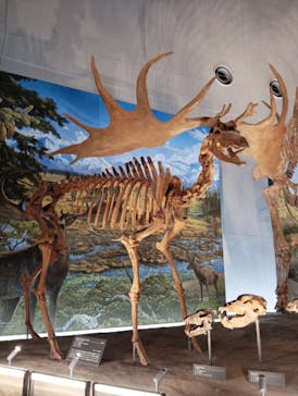 福井県立恐竜博物館に投稿された画像（2025/8/22）